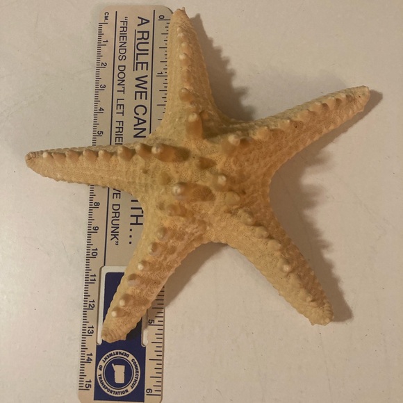 Starfish Sea Shells - Picture 5 of 11